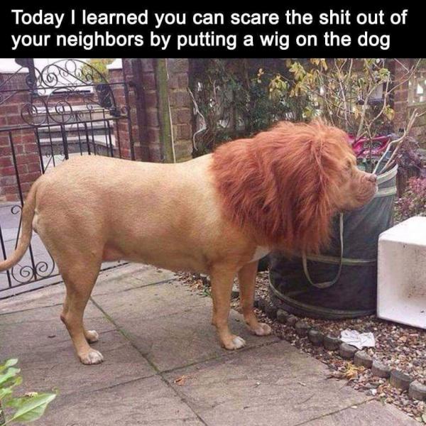 lion dog.jpg