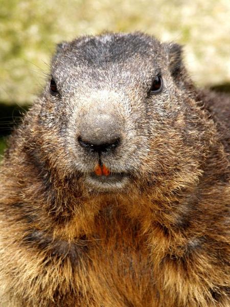 beaver-angry-1.jpg