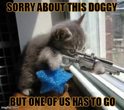 sniper cat sorry doggy.jpg