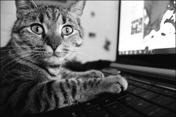 keyboard cat.jpg