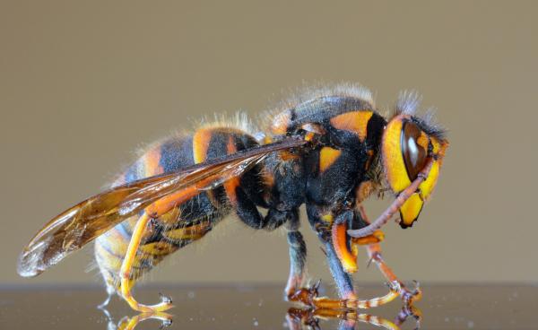 asian-giant-hornet.jpg