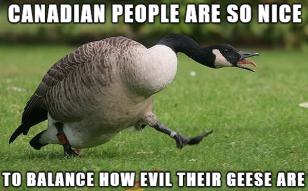 geese.png