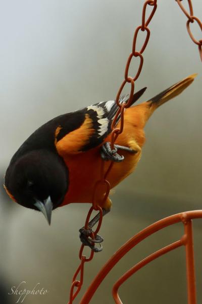 IMG_6326.jpeg