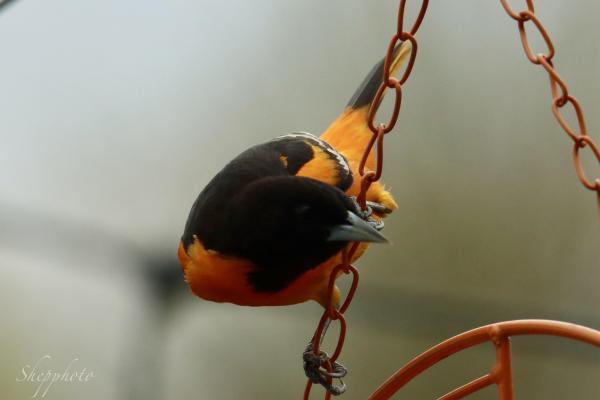 IMG_6327.jpeg