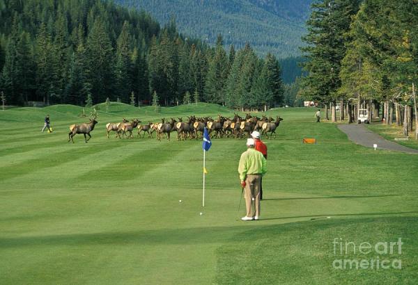 elk-on-the-golf-course-ron-sanford.jpg
